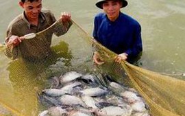 Bắc Ninh phát triển nuôi trồng thủy sản
